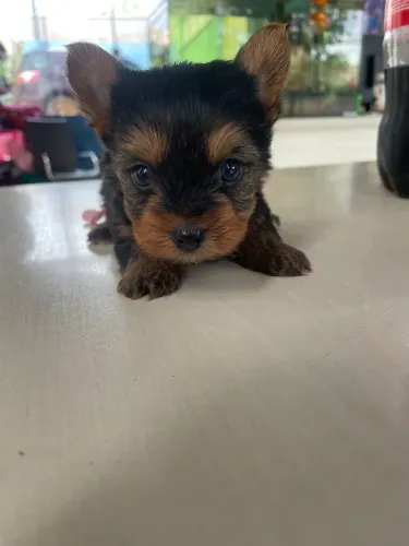 Filhote de Yorkshire Terrier macho $2.100,00