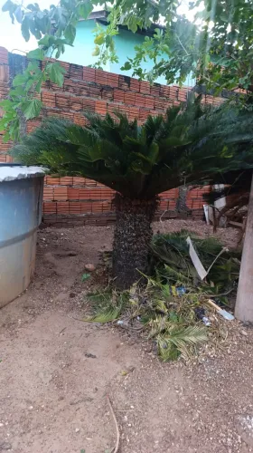 Cica Matriz com mudas