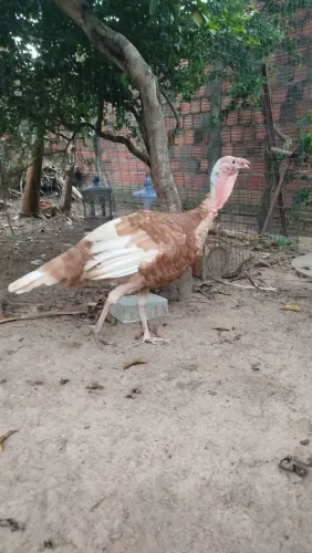 Peru