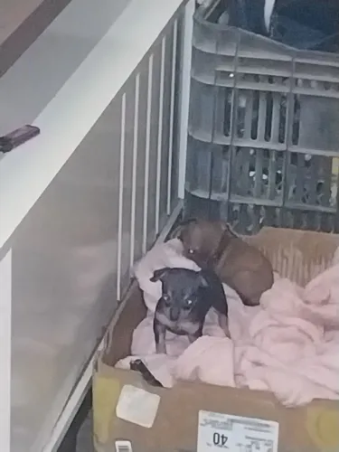 Pequenos animais de estimação 