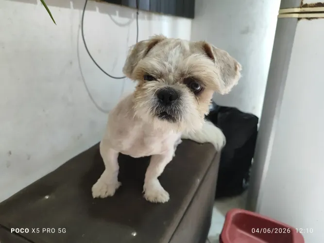 Shih Tzu macho - 18 meses