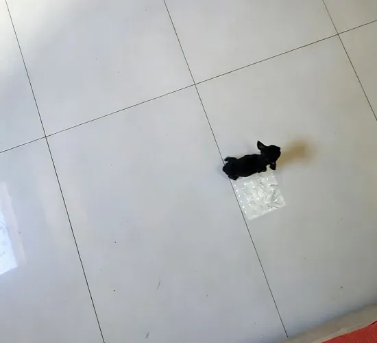 Pinscher 0