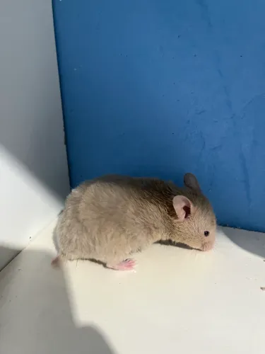 Hamster sírio 