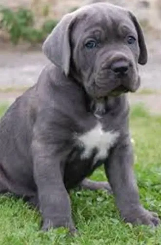 Vendo Carne Corso (pedigree)