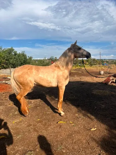 Mangalarga Palomino