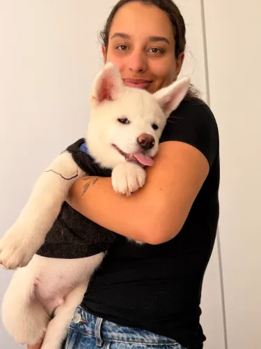 Cachorro Akita filhote macho 
