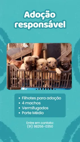 Filhotes procurando um lar cheio de amor