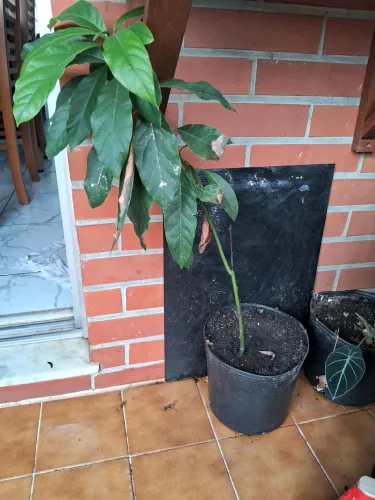 Abacateiro