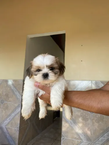 Vendo cachorro shih Tzu e Lhasa Apso 