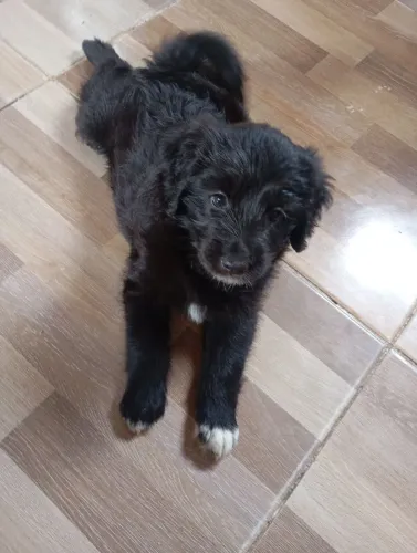 Filhote de cachorro