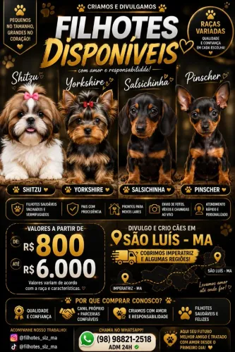 Yorkshire / pinscher / poodle / Shih tzu/ chihuahua e outros