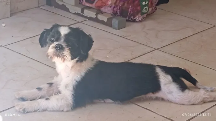 Doação de Shitzu macho