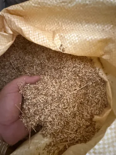 Ração resíduo de semente de painço