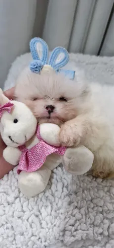 Lulu da pomerania branco parcelamos até 18 V sem juros