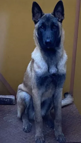 Pastor belga malinois