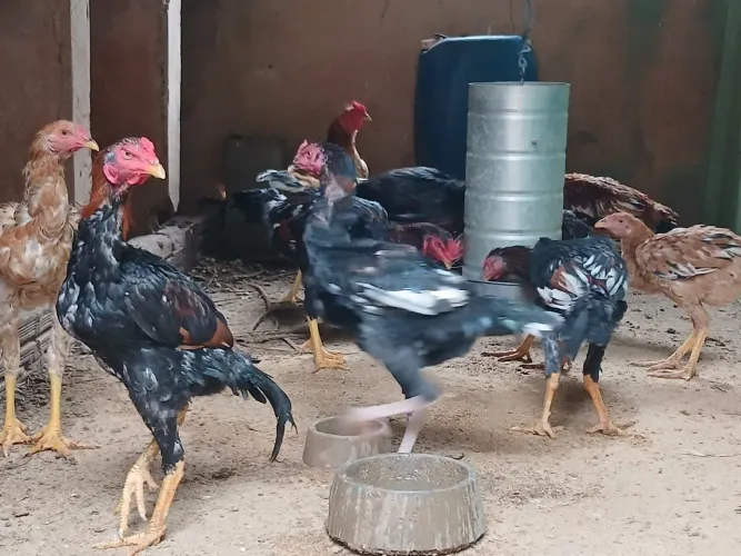 Vendo frangas e frangos índios 