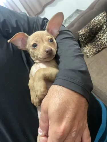 Vendo Lindo Filhote Pincher Machinho Vacinado 2 Messe Entregor