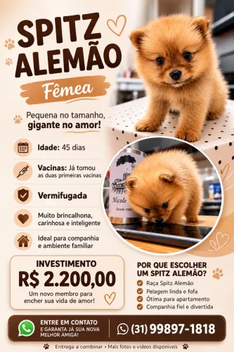 Spitz alemão fêmea