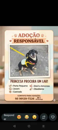 Cachorrinha castrada para adoção 