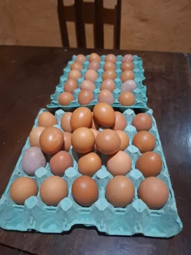 Ovos caipira