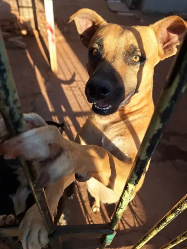 Doação Cachorro