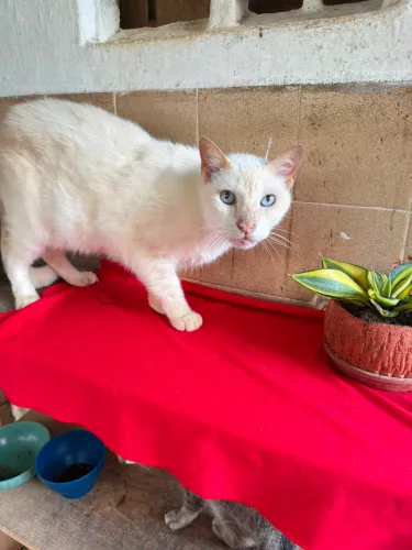 Gato Macho Castrado