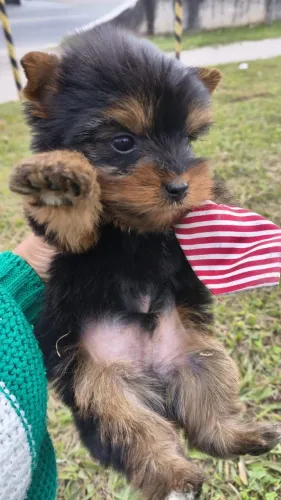 Macho de yorkshire micro padrão babyface