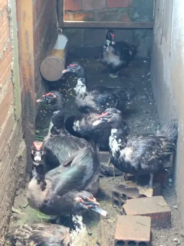 VENDO PATOS
