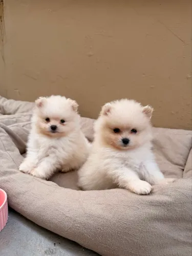 Spitz Alemão Lulu da Pomerania 2 filhotes fêmeas 