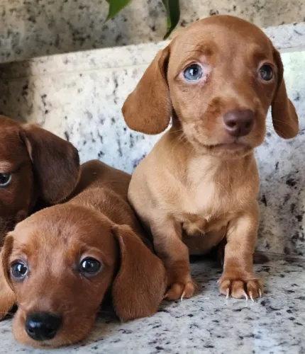 Teckel-Dachshund - Macho e Fêmea Disponíveis. O Salsicha!!!
