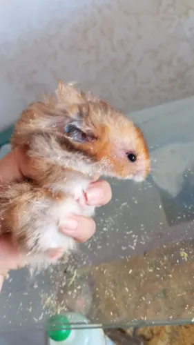 Hamster sírio