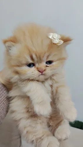 Gata persa disponível  já come faz na caixinha.