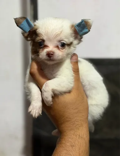 Chihuahua Nariz morrom e olhos claros 