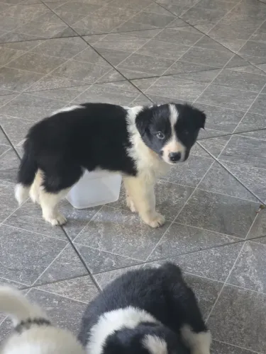 Border Collie filhote