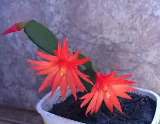 Flor de outubro - muda enraizada