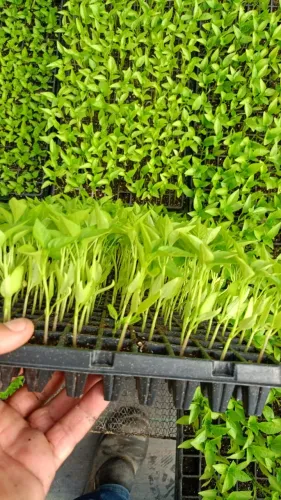 Muda de pimentão Dahra em bandeja de 200 células - CEASA Contagem