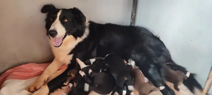 Filhotes de border collie 
