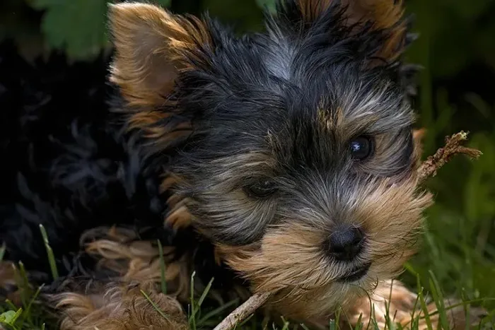 Filhote de Yorkshire O Novo Xodó Para Fazer Parte da Família