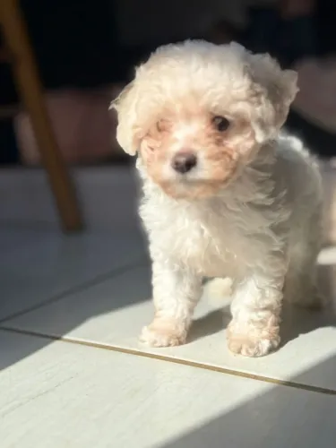 Poodle micro macho