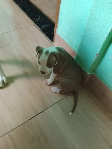 Filhote de pit moster femia 43 dia de vida disponível pra venda