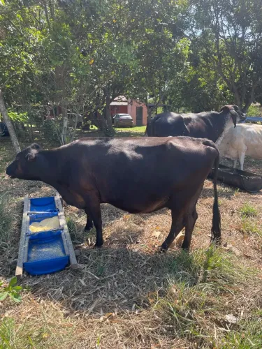 Vaca leiteira Jersey