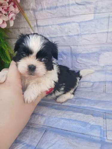 Shitzu machinho mini pandinha lindo