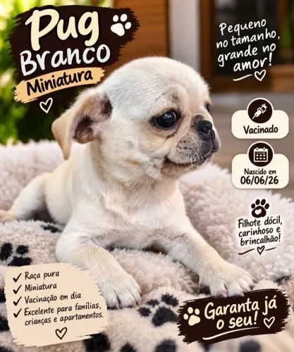 Pug branco miniatura