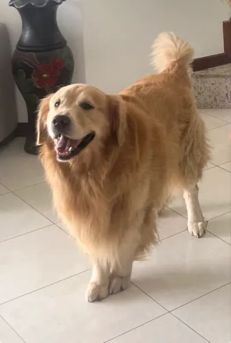 Golden retrivier para cobertura
