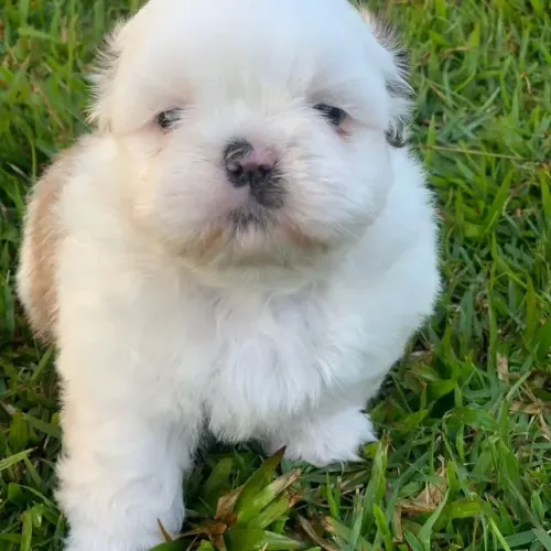 Filhote de Shih Tzu - Ótima Companhia para Família