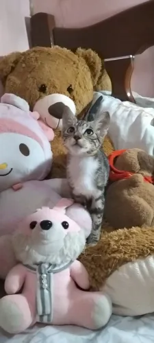 DOAÇÃO DE GATA - 2 meses