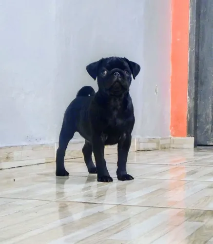 Pug Macho preto 2 meses de idade 