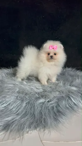 LULU POMERANIA SPITZ ALEMÃO