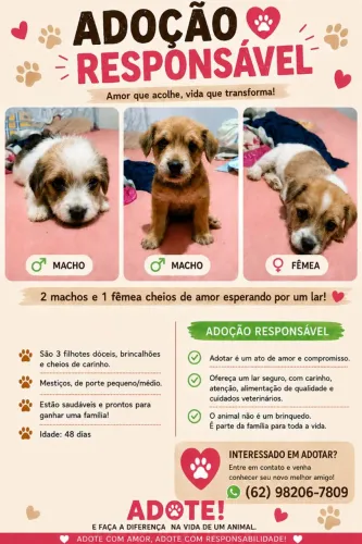 Adoção responsável de filhote de cachorro 