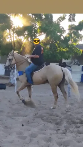 Cavalo de direita